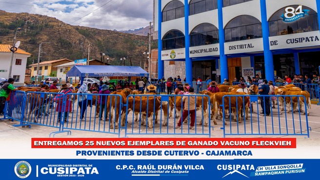 Cusipata Lidera la Transformación Ganadera: 25 nuevos ejemplares de Raza Feckvieh impulsaran el Desarrollo del Distrito