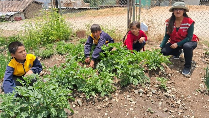 Biohuerto escolar en institución educativa n.° 54511, complementa la alimentación de las niñas y niños usuarios de Qali Warma, con una dieta balanceada.