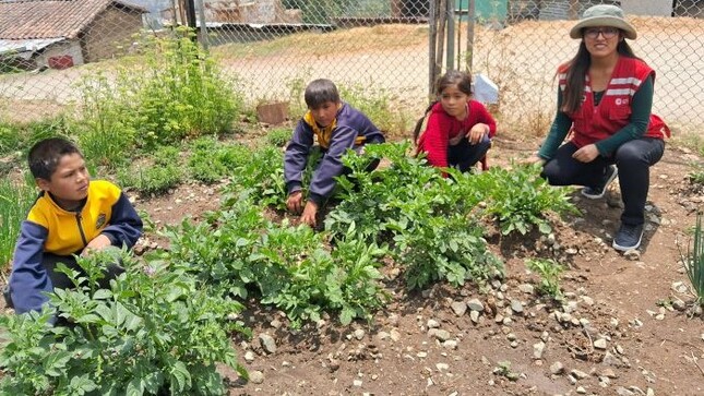 Biohuerto escolar en institución educativa n.° 54511, complementa la alimentación de las niñas y niños usuarios de Qali Warma, con una dieta balanceada.