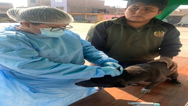 Continúan las Campañas gratuitas en favor del bienestar animal en Huaral 