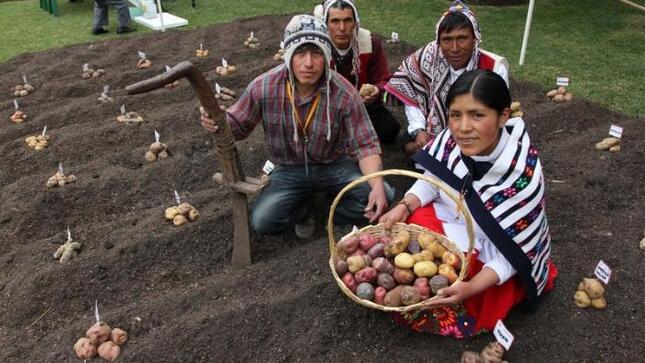 Puno: Gobierno pone a disposición nuevas variedades de papa y quinua que elevarán la economía de productores en un 90%