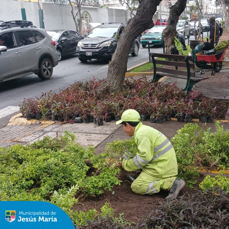 Nuestro equipo de Áreas Verdes realizó trabajos de mantenimiento para mejorar y embellecer los jardines del  Parque Olavegoya.
 Les recordamos poner en práctica la #TenenciaResponsable de mascotas, evitando que rasquen el césped y recogiendo sus excretas. 
 ¡Trabajando juntos, lograremos un distrito más verde!