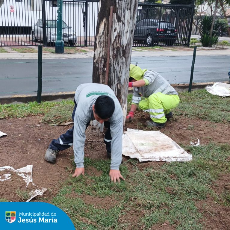 Nuestro equipo de Áreas Verdes realizó trabajos de mantenimiento para mejorar y embellecer los jardines del  Parque Olavegoya.
 Les recordamos poner en práctica la #TenenciaResponsable de mascotas, evitando que rasquen el césped y recogiendo sus excretas. 
 ¡Trabajando juntos, lograremos un distrito más verde!