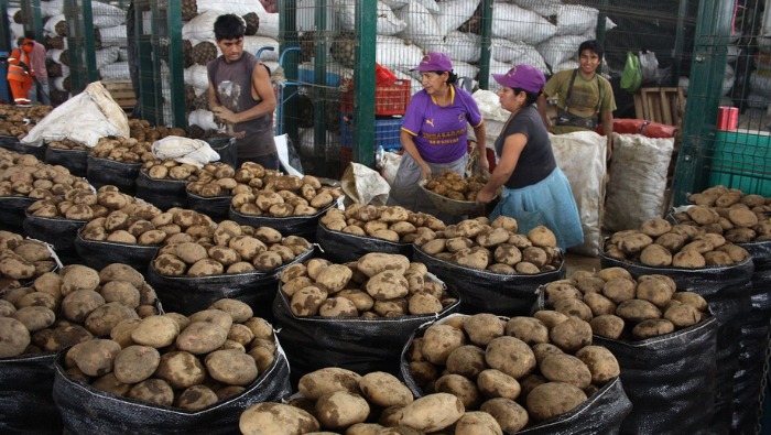 Hoy ofertas en frijol, papa, tomate, papaya, plátano, uva y otros en los mercados mayoristas