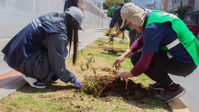  llevamos a cabo una importante reforestación con plantones de queuña en los alrededores del colegio Santa Ana. 