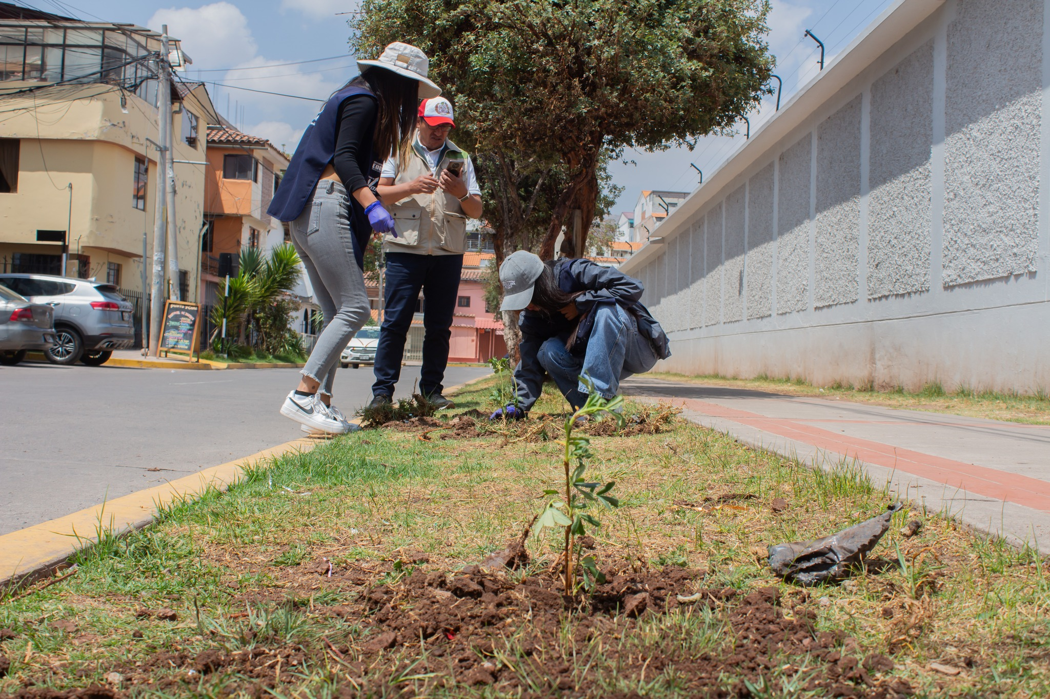 reforestación con plantones de queuña en los alrededores del colegio Santa Ana.