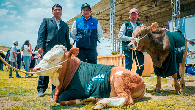 sementales a Huambo Y Tuti