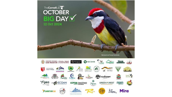 October Big Day con registros fotográficos de aves en el circuito ecoturístico carretera Tarapoto - Yurimaguas.