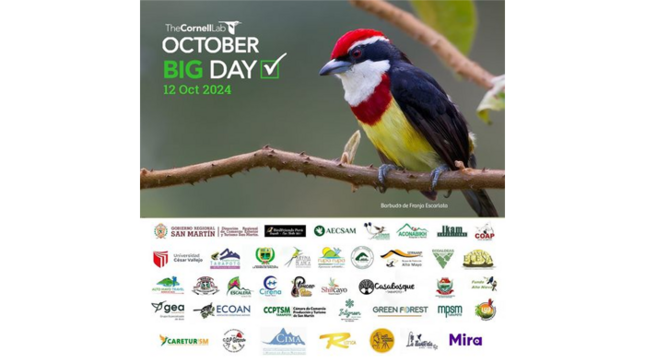 October Big Day con registros fotográficos de aves en el circuito ecoturístico carretera Tarapoto - Yurimaguas.