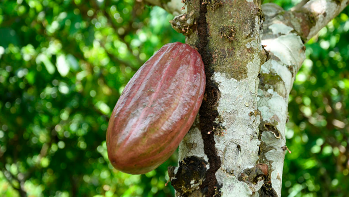 UCAYALI RUTA CACAO