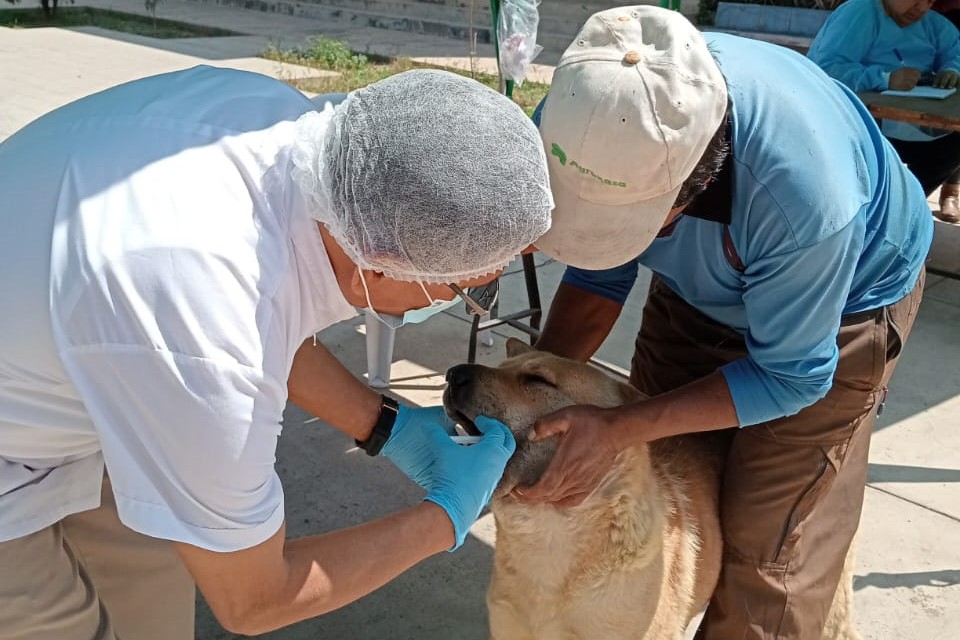 VII CampaΓ±a descentralizada gratuita de salud y bienestar animal
