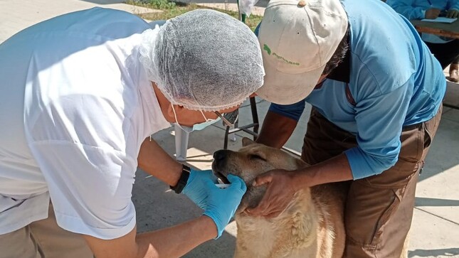 VII Campaña descentralizada gratuita de salud y bienestar animal