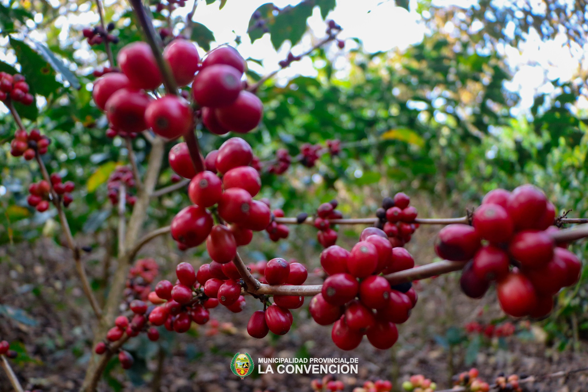 Productores destacados de café de Santa Ana - La Convención, listos para la FICAFÉ 2024