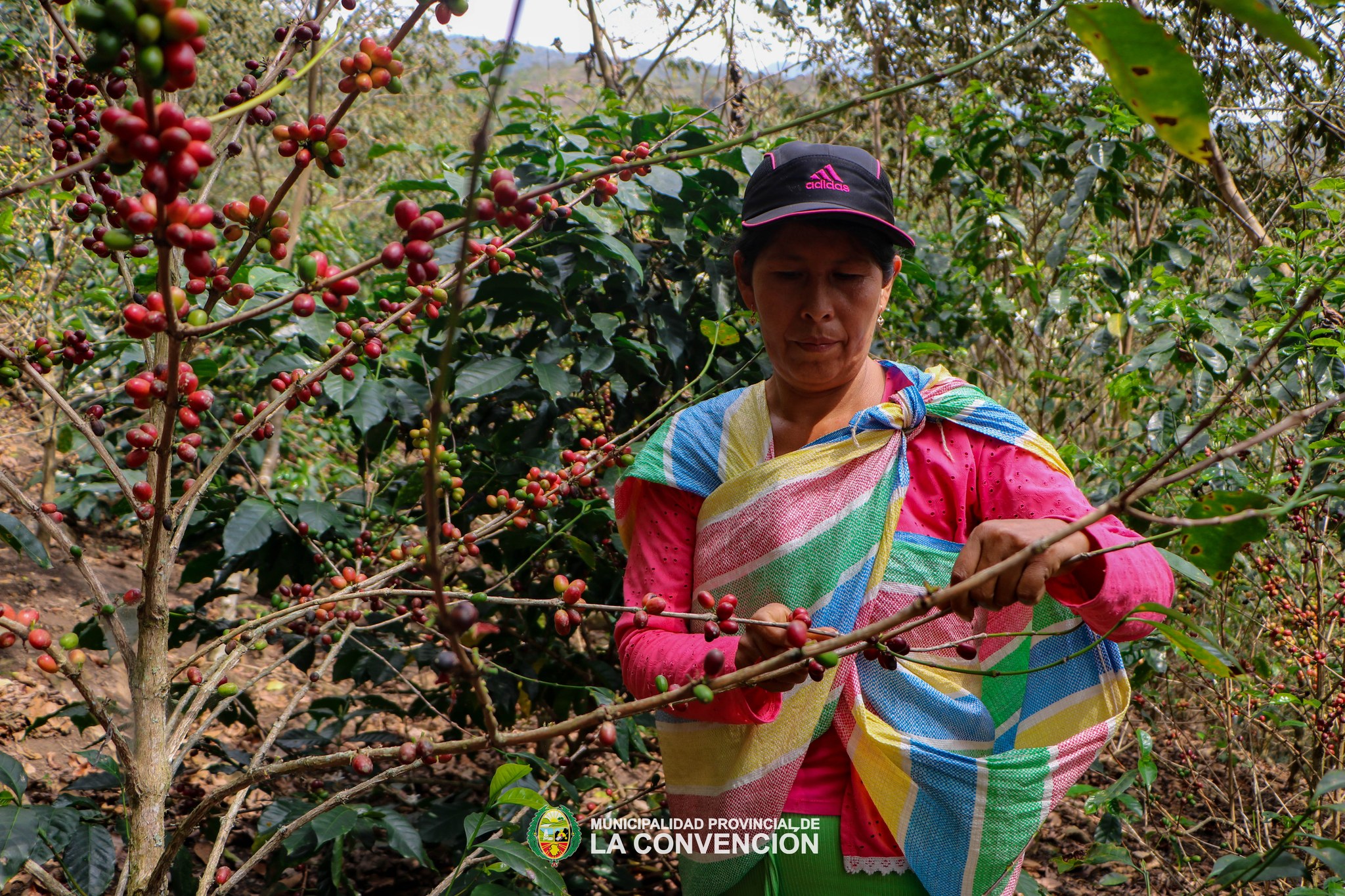 Productores destacados de café de Santa Ana - La Convención, listos para la FICAFÉ 2024