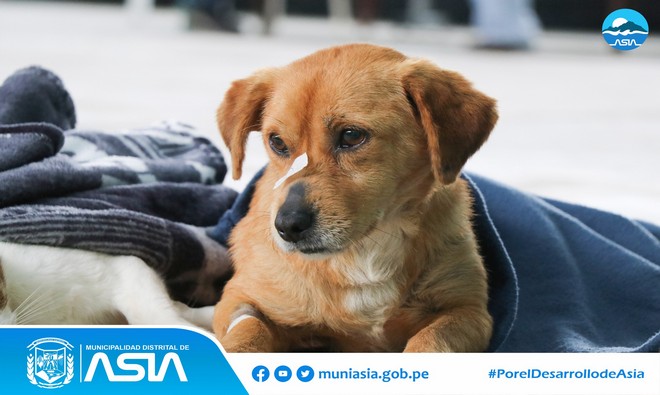 La Municipalidad Distrital de Asia, liderada por nuestro alcalde Isaías Alcántara Malásquez, a través de la Sub Gerencia de Fomento de Inversión y Promoción Empresarial, realizó la Campaña de Esterilización Gratuita para perros y gatos, como parte de las actividades de Aniversario del anexo 09 de octubre.
Esta campaña se realizó con el objetivo de fomentar la 𝘁𝗲𝗻𝗲𝗻𝗰𝗶𝗮 𝗿𝗲𝘀𝗽𝗼𝗻𝘀𝗮𝗯𝗹𝗲 𝗱𝗲 𝗺𝗮𝘀𝗰𝗼𝘁𝗮𝘀 en nuestro Distrito y controlar la reproducción de los animalitos para evitar que terminen abandonados en la calles.
De esta manera, nuestro alcalde Isaias Alcántara Malásquez, reafirma su compromiso de seguir velando por el bienestar de nuestros amigos de 4 patas, incentivando el cuidado correcto de nuestras mascotas .