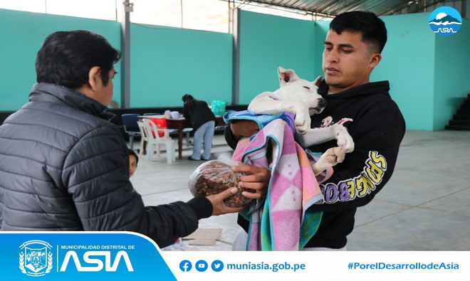 La Municipalidad Distrital de Asia, liderada por nuestro alcalde Isaías Alcántara Malásquez, a través de la Sub Gerencia de Fomento de Inversión y Promoción Empresarial, realizó la Campaña de Esterilización Gratuita para perros y gatos, como parte de las actividades de Aniversario del anexo 09 de octubre.
Esta campaña se realizó con el objetivo de fomentar la 𝘁𝗲𝗻𝗲𝗻𝗰𝗶𝗮 𝗿𝗲𝘀𝗽𝗼𝗻𝘀𝗮𝗯𝗹𝗲 𝗱𝗲 𝗺𝗮𝘀𝗰𝗼𝘁𝗮𝘀 en nuestro Distrito y controlar la reproducción de los animalitos para evitar que terminen abandonados en la calles.
De esta manera, nuestro alcalde Isaias Alcántara Malásquez, reafirma su compromiso de seguir velando por el bienestar de nuestros amigos de 4 patas, incentivando el cuidado correcto de nuestras mascotas .