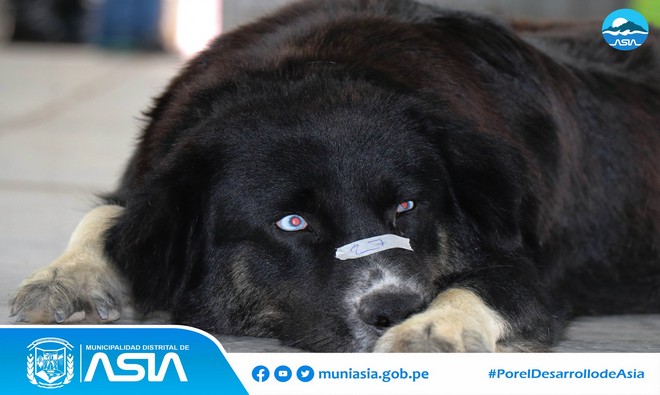 La Municipalidad Distrital de Asia, liderada por nuestro alcalde Isaías Alcántara Malásquez, a través de la Sub Gerencia de Fomento de Inversión y Promoción Empresarial, realizó la Campaña de Esterilización Gratuita para perros y gatos, como parte de las actividades de Aniversario del anexo 09 de octubre.
Esta campaña se realizó con el objetivo de fomentar la 𝘁𝗲𝗻𝗲𝗻𝗰𝗶𝗮 𝗿𝗲𝘀𝗽𝗼𝗻𝘀𝗮𝗯𝗹𝗲 𝗱𝗲 𝗺𝗮𝘀𝗰𝗼𝘁𝗮𝘀 en nuestro Distrito y controlar la reproducción de los animalitos para evitar que terminen abandonados en la calles.
De esta manera, nuestro alcalde Isaias Alcántara Malásquez, reafirma su compromiso de seguir velando por el bienestar de nuestros amigos de 4 patas, incentivando el cuidado correcto de nuestras mascotas .