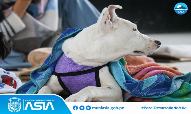 La Municipalidad Distrital de Asia, liderada por nuestro alcalde Isaías Alcántara Malásquez, a través de la Sub Gerencia de Fomento de Inversión y Promoción Empresarial, realizó la Campaña de Esterilización Gratuita para perros y gatos, como parte de las actividades de Aniversario del anexo 09 de octubre.
Esta campaña se realizó con el objetivo de fomentar la 𝘁𝗲𝗻𝗲𝗻𝗰𝗶𝗮 𝗿𝗲𝘀𝗽𝗼𝗻𝘀𝗮𝗯𝗹𝗲 𝗱𝗲 𝗺𝗮𝘀𝗰𝗼𝘁𝗮𝘀 en nuestro Distrito y controlar la reproducción de los animalitos para evitar que terminen abandonados en la calles.
De esta manera, nuestro alcalde Isaias Alcántara Malásquez, reafirma su compromiso de seguir velando por el bienestar de nuestros amigos de 4 patas, incentivando el cuidado correcto de nuestras mascotas .