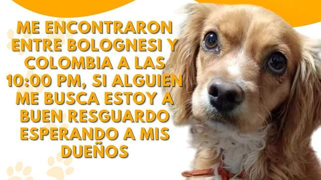 Perro con información al lado. 