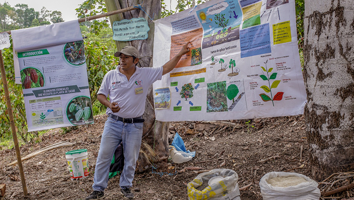SAN MARTIN CACAO DIA CAMPO