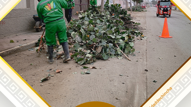 🔰¡Seguimos mejorando nuestras áreas verdes!. El día de hoy el personal de parques y jardines, vienen realizando el mantenimiento de áreas verdes en calle San Carlos, con la finalidad de dar espacios limpios y saludables para el disfrute de todo los vecinos.