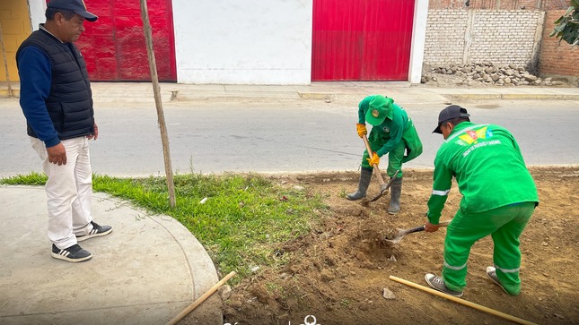Con el fin de mejorar el ornato y proporcionar un mejor espacio agradable la Municipalidad mediante los trabajadores de Parques y Jardines, vienen realizando labores que comprende la erradicación de la tierra contaminada de salitre y la remoción de arbustos secos y malezas, situación que ha dañado casi el 80% de todo el terreno.
Se realizara la salinidad del terreno, un efecto que amenaza la calidad de los suelos y que ocasionan la pérdida de su rendimiento, luego de la remoción de la tierra mala se le realizara el esparciendo una nueva capa de tierra dulce o agrícola para favorecer en el crecimiento de las plantas, colocándose además el compost, un producto orgánico que es producido en la PLANTA DE COMPOSTAJE de la misma municipalidad, ingrediente natural que servirá para mejorar la fertilidad de la tierra.
Cabe resaltar, que la municipalidad viene realizando la recuperación de las áreas verdes en distintos puntos de la provincia, mejorando el ornato de nuestra ciudad.