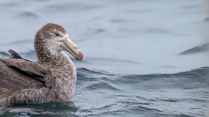 1 IMPORTANCIA DE AVES MARINAS