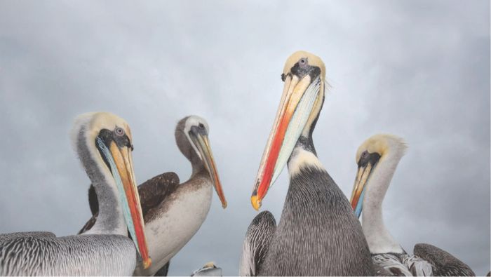 2 IMPORTANCIA DE AVES MARINAS