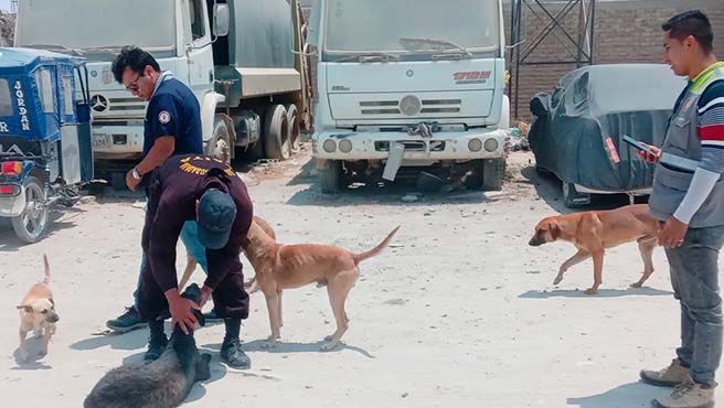 Iniciamos etapa de empadronamiento para la campaña de esterilización canina