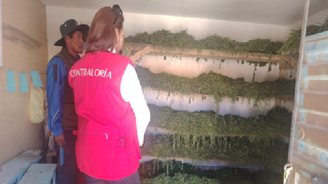 Puno.– La Contraloría General ha identificado irregularidades en la adquisición de forraje fresco (alfalfa) destinado a las aves Suri, una especie en peligro de extinción. Esta compra forma parte del proyecto de inversión "Recuperación, protección y manejo de las especies de flora y fauna de alto valor ecológico en el ecosistema altoandino de la cuenca del río Huenque", que está siendo ejecutado por el Proyecto Especial Binacional Lago Titicaca (PEBLT) en la región Puno.