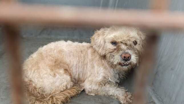 Agentes de la Unidad Canina rescatan perro abandonado en playa de Buenos Aires