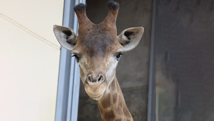 Ven a conocer a Melman, la nueva jirafa del Parque de las Leyendas sede San Miguel