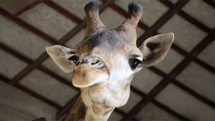 Ven a conocer a Melman, la nueva jirafa del Parque de las Leyendas sede San Miguel