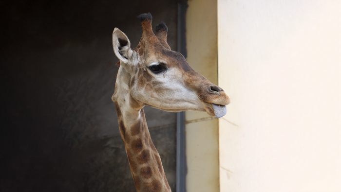 Ven a conocer a Melman, la nueva jirafa del Parque de las Leyendas sede San Miguel
