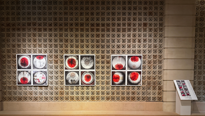 “Aprendizaje de los miedos”: Embajada del Perú en Japón inaugura exposición de la artista visual Patssy Higuchi