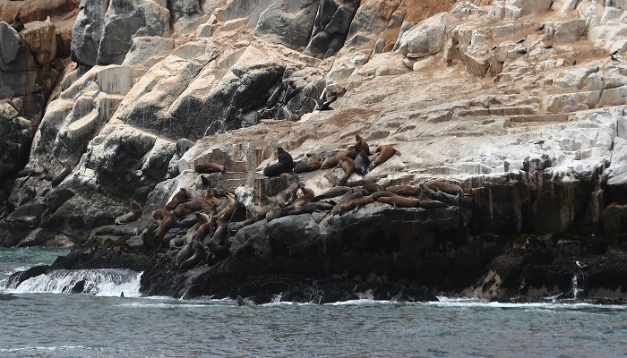 ISLOTES PALOMINO