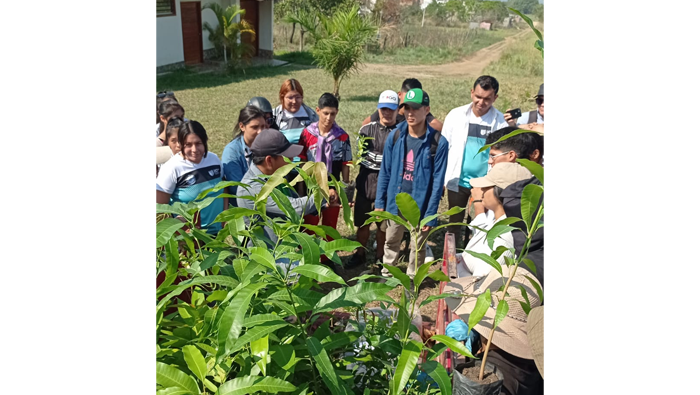 Green Day "Reforestaci贸n masiva de plantones" en diferentes sectores de Tarapoto.
