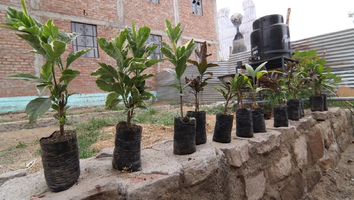 Plantas ornamentales