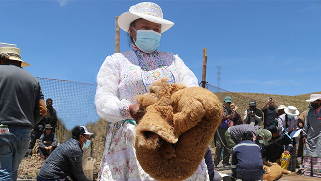 chaccu arequipa