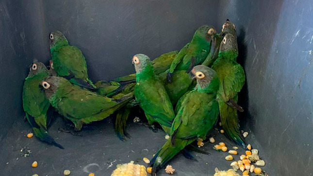 aves decomisadas