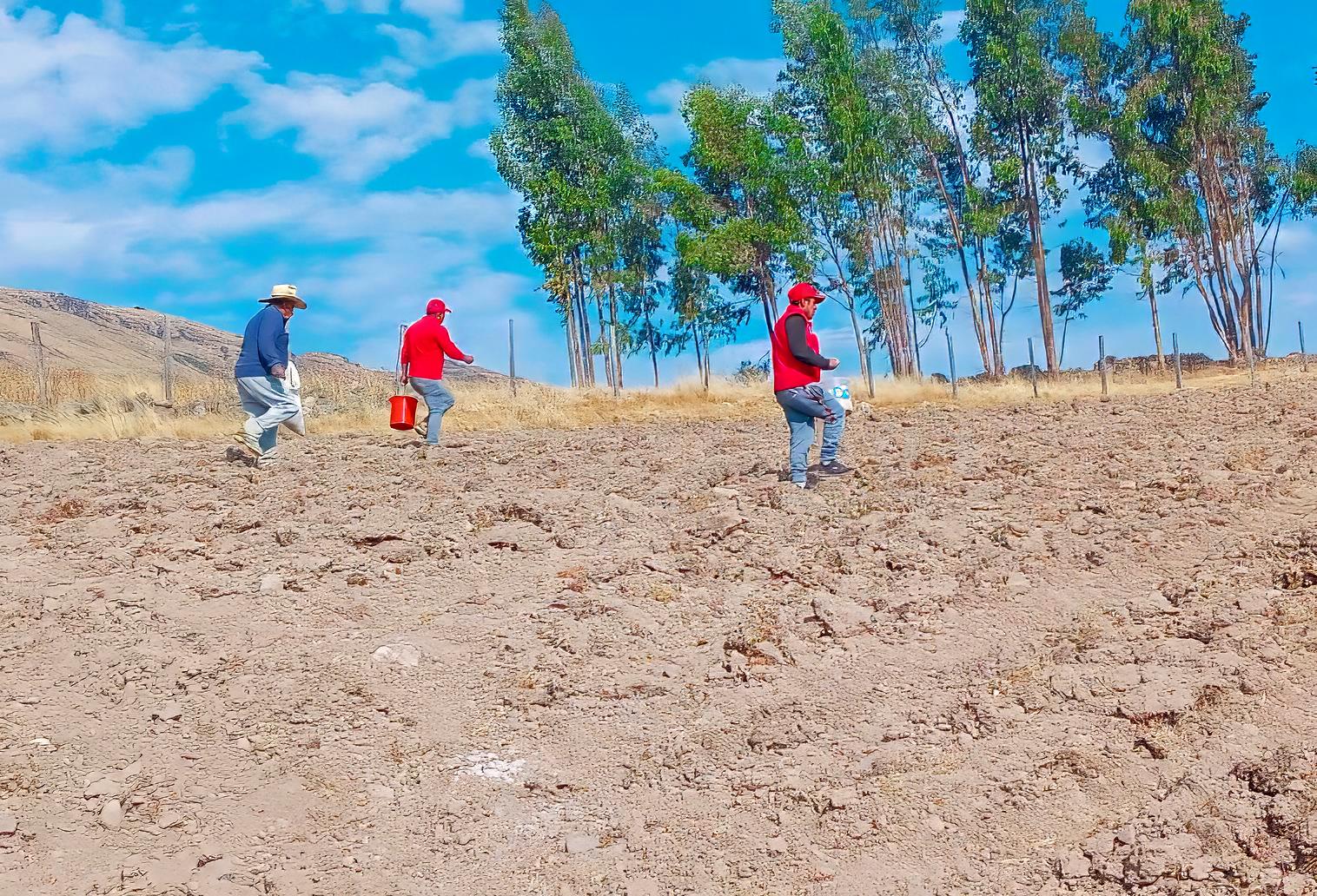 Avanza instalación de 110 hectáreas de pastos y forrajes en Parinacochas