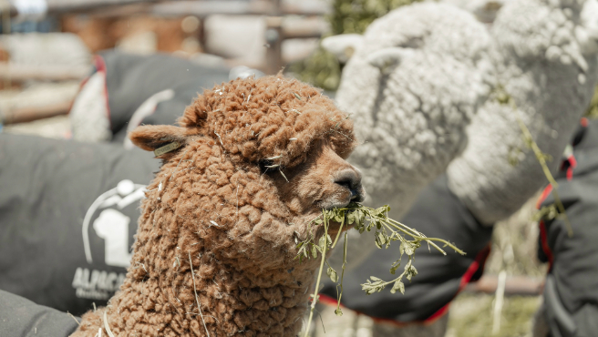 Perú Moda Deco y Alpaca Fiesta abren sus puertas para promover lo mejor de la moda y decoración peruanas-2