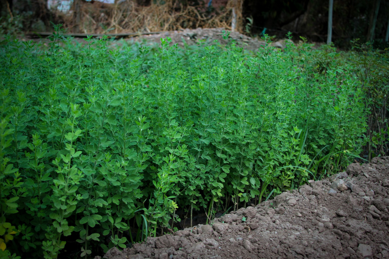 AGRO RURAL