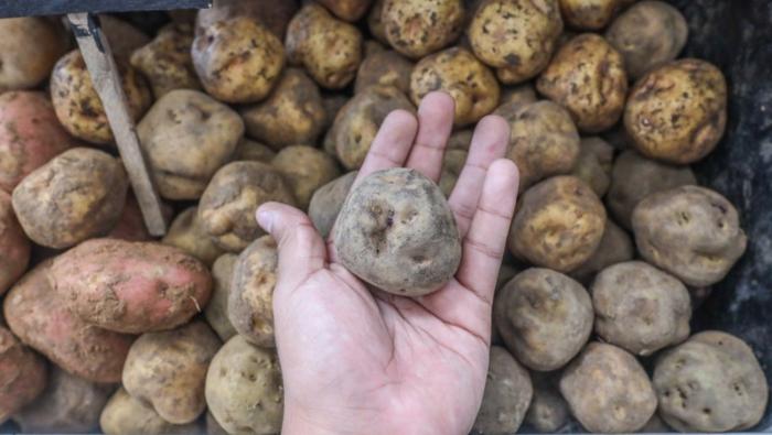 Hoy ofertas en vainita, papa, choclo, piña, papaya, mandarina y otros en mercados mayoristas
