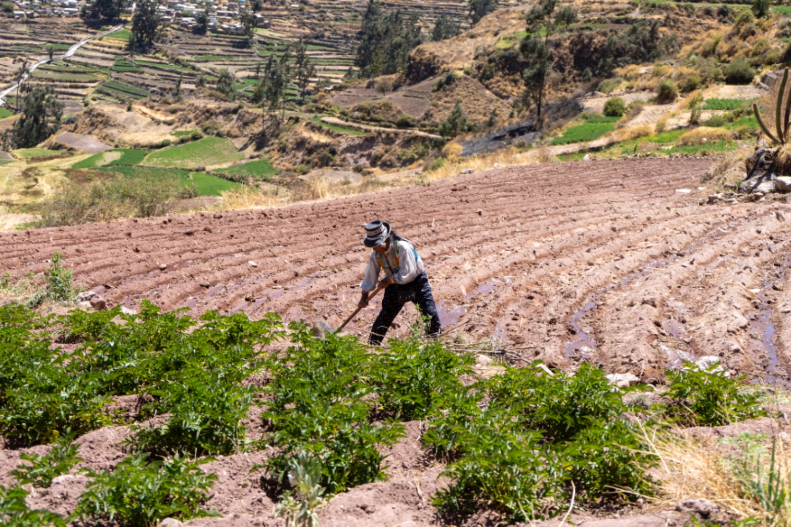 AGRO RURAL