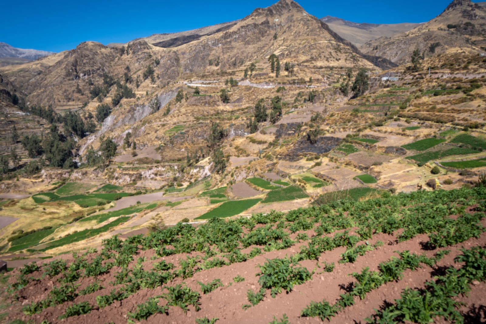 AGRO RURAL