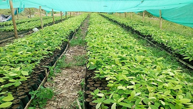 PLANTONES CACAO 1
