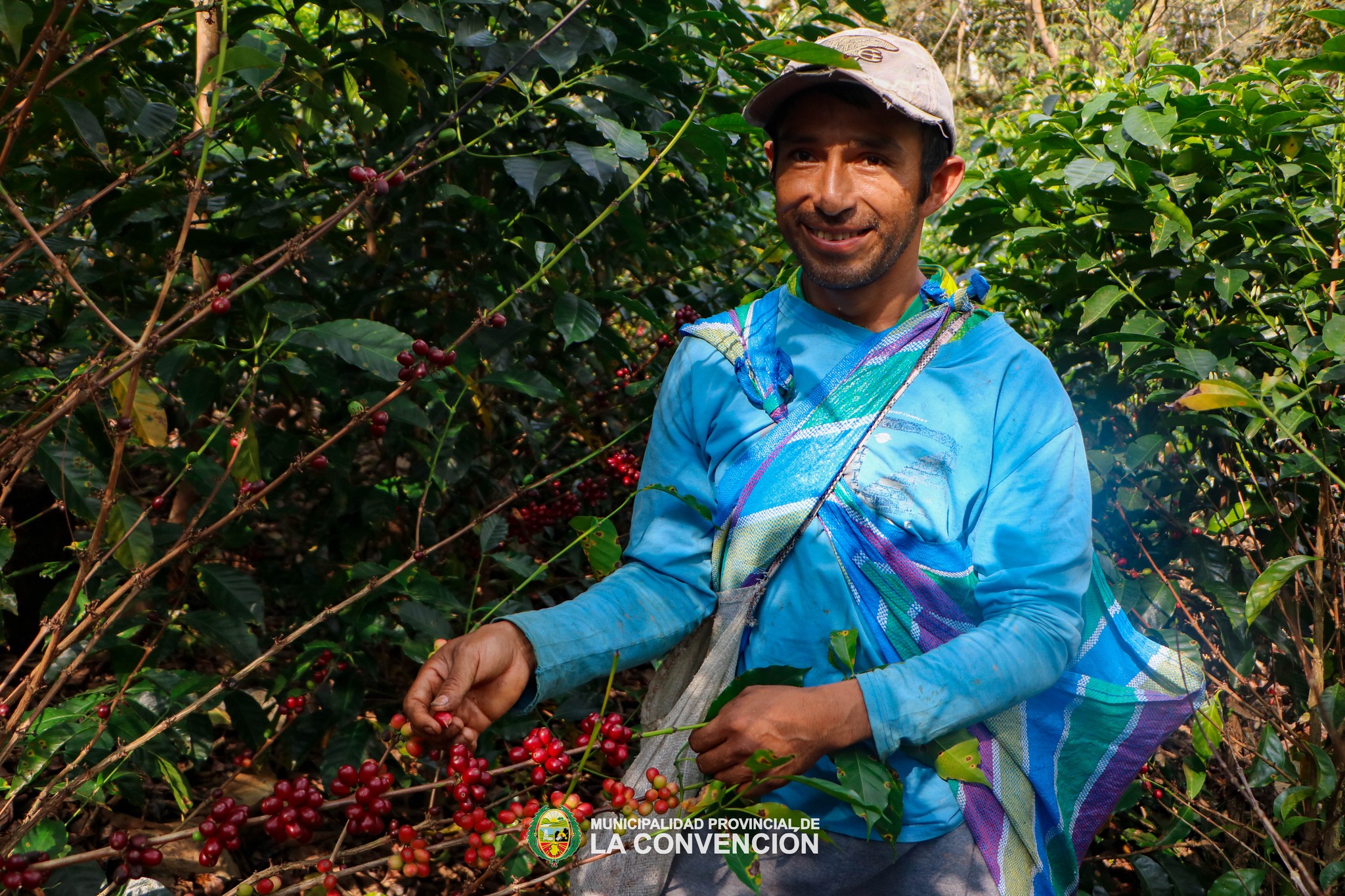 Café de Santa Ana - Quillabamba, logra clasificar por primera vez a la etapa internacional de taza de excelencia Perú 2024