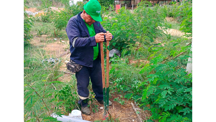 Mantenimiento de รกreas verdes en diferentes puntos de la ciudad de Tarapoto.