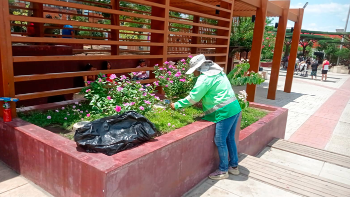 Mantenimiento de รกreas verdes en diferentes puntos de la ciudad de Tarapoto.